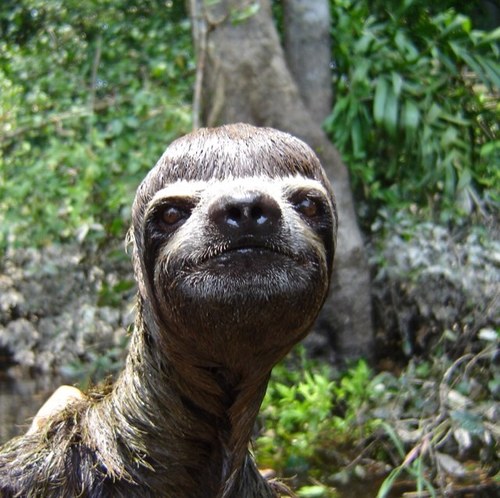 Donate to my sloth fund today.