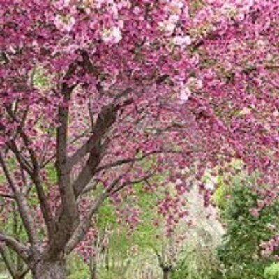 cherry trees b b shere cherry trees b b cherrytbandb cherry trees b b shere cherry trees b b cherrytbandb