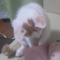 （栗ｏ･ω･）ｏ (@kuribou19831124) 's Twitter Profile