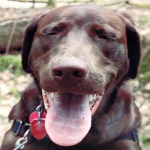 oswegomaddie12's profile picture. Crazy but very sincere as well I am lucky to have a wonderful boyfriend and family and many friends My only child is my 1 year old chocolate lab