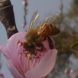 Environmentalism .. Understand Ecology to Save Earth