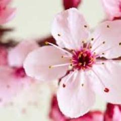 It is never the idol that you want, but what you think it offers you.-A Course in Miracles