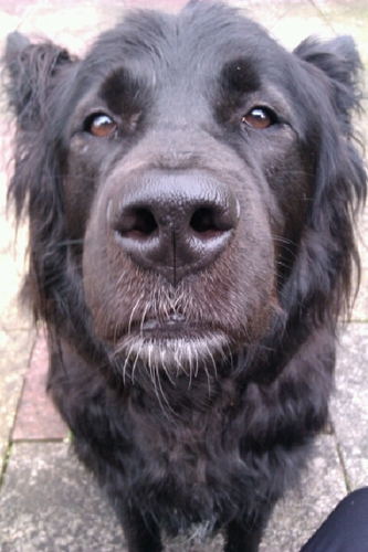 RaucousYoga's profile picture. 