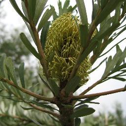 Southern hemisphere plant enthusiast, allotmenteer, and wildflower recorder. Australian expat. Bit of a hybrid really. #AusPlantSoc #ozplants