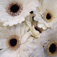 Essence Foods and Essence Botanicals (@essencenorfolk) 's Twitter Profile