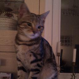 luvs history, luvs Argyll, luvs crime fiction, luvs cats, luvs cakes