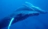 Capital de ballenas jorobadas Puerto Lopez Ecuador el mejor lugar para turismo y ecoturismo, observacion de ballenas, snorkeling, scuba diving, paisajes.