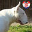 Bull Terrier Croatia