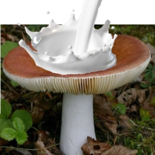 There are milky mushroomz in da fridge! Words of wisdom from MilkyMushroomz. Reddio
