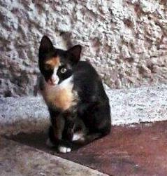 miau. miau miau miau. MIAU