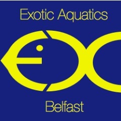 Established in Belfast since 2006, we specialise in tropical and marine fish, pond and bespoke aquarium design.