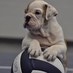 Greenwood Volleyball (@gwoodvolleyball) Twitter profile photo