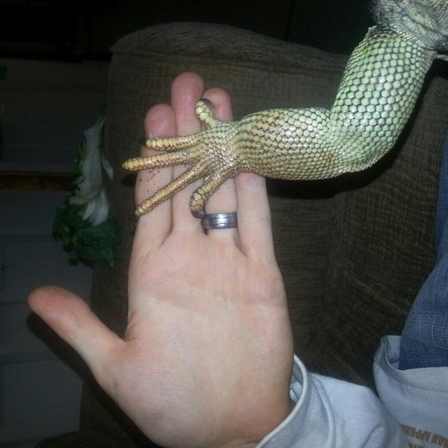 BCRR is a non-profit reptile rescue serving the community.  We educate as well as rescue,  rehab and re-home! Please help if you can!