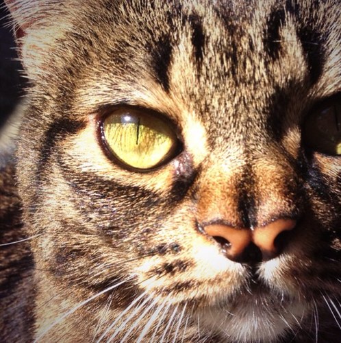 pricesthekitty's profile picture. I'm a kitty!!! My fav things to do include licking, eating, and being cute!!! Follow me and see how cute I am!!