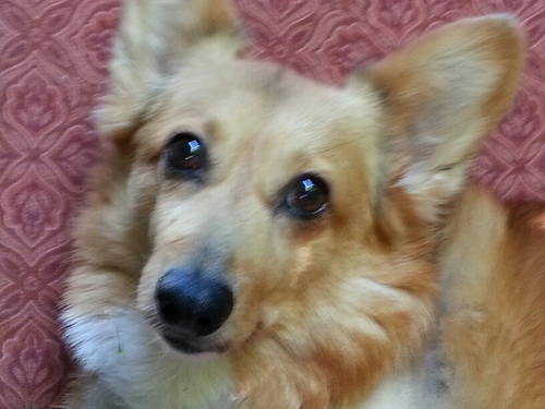 Corgi Owner. Allowed to live in the house by Corgi. Grateful.