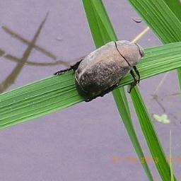 なまず絵 鄭和 ていわ 馬三保 すなわち後の鄭和は 馬哈只の子として雲南でムスリム イスラム教徒 として 生まれた 姓の 馬 は預言者ムハンマドの子孫であることを示し 名の 哈只 ハッジ はイスラム教の聖地メッカへの巡礼者に与えられる