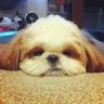 adwoananag's profile picture. Iwanu ga hana!
