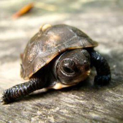 Profile Picture of Alexis Parsons (@parsons_alexis) on Twitter