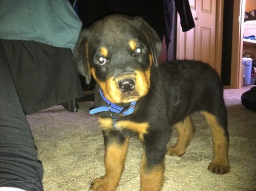 Simpleman2382's profile picture. 