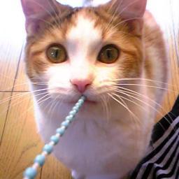 精神疲労時のにゃんぽこ補給にねこびたんにゃーす