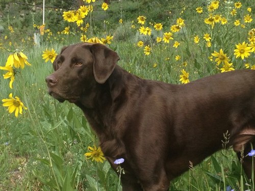 worktools77's profile picture. SNAP-ON DEALER,SPORTS NUT,LOVE MY WIFE KIDS AND DOG,GOLFER,GAMBLER,