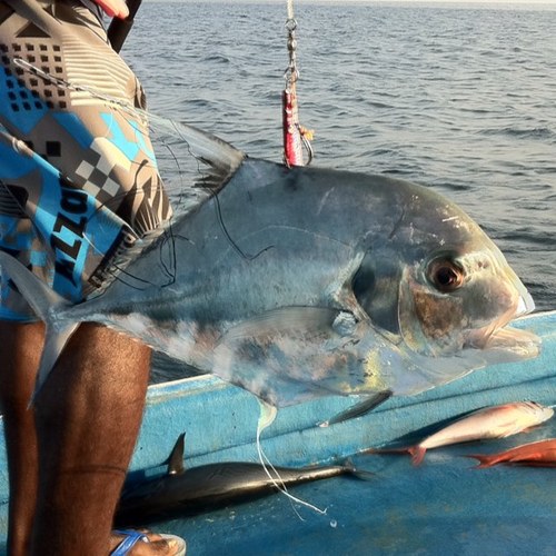 Jigging is fun and adictive , we love to Drop Havey metal #jigs to the Deep blue waters, of maldives . Will keep you posted. Share the fun, and story's with us.
