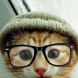 Any cat application