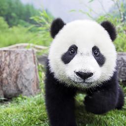 For the animal you know and love, this is a fanpage for PANDAS