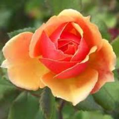 innerharmoni's profile picture. I'm starting a new stage in my life and hope everyone will choose to come along with me!  Thank you for hanging in with me, Love you all.