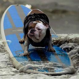 Male American Bulldog, born on 9th. of February, 2012. I like  play, and make friends. I'm a happy!