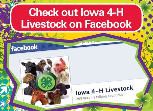 iowa4hlivestock's profile picture. 