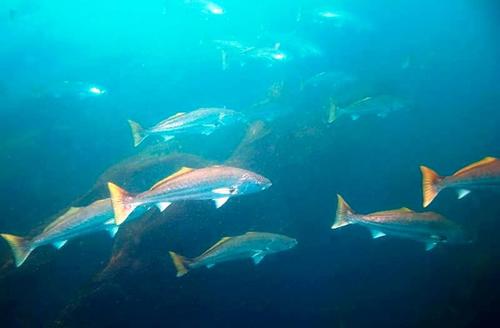 We are a local San Diego County Company, striving to deliver the freshest fish possible to our loyal customers at San Diego County Farmer’s Markets.