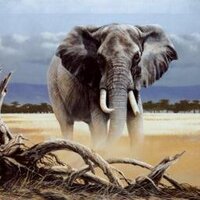 ALICE SHAFER ERDMAN - @ZELEPHANTS Twitter Profile Photo