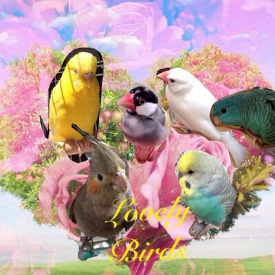 メイプルズママ Dealua77 桜文鳥は頭に白いはねが点々と入っています ノーマル文鳥は頭に全くそういう白い 羽が入らず真っ黒なんです 我が家のクッピーは桜文鳥です Http T Co Pxknq9qxvz メイプルズママ Dealua77 桜文鳥は頭に白いはねが点々と入っています ノーマル文鳥は頭に全くそういう白い 羽が入らず真っ黒なんです 我が家のクッピーは桜文鳥です Http T Co Pxknq9qxvz
