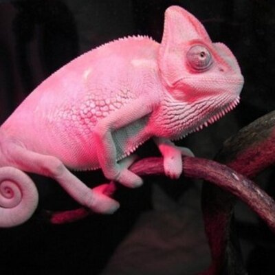 Pink Chameleon (@PChameleon) | Twitter