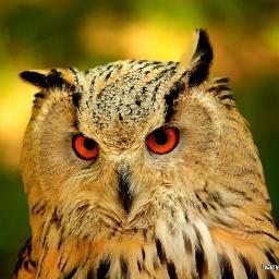 harryandanimals's profile picture. Leben ist Einheit