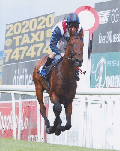 Racehorse (with a couple of wins! :-) ) trained by Joseph Tuite.
