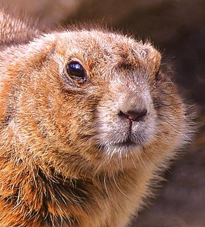 Beavers love wood!
#RogerABeaver
