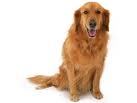Dogs, Badger Sports and Politics