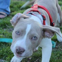 MissingdogInCT's profile picture. I'm missing. My name is Avalanche. Last seen July 18th 2013 in Sandy Hook, CT. I'm VERY friendly, please help me get back home.