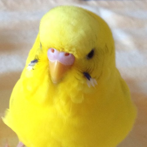 セキセイインコのひなちゃん（ 8歳）、ゆずちゃん（1歳）、トイプードルのモコちゃん（4歳）と暮らしています。好きなこと〜星空観測、キャンプ