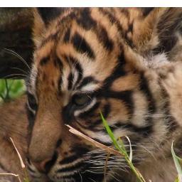 of Save the Sumatran Tiger (Raise Awareness) @Sumatran1 and Spots & Stripes Conservation