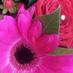 The Florist Wroxham (@floristwroxham) Twitter profile photo
