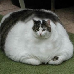 toshik0408's profile picture. 東工大