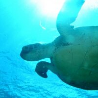 *のん (@77nonono77) Twitter profile photo