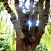 Tree Facts & News (@factsabouttrees) Twitter profile photo Tree Facts & News (@factsabouttrees) Twitter profile photo