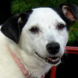 Jack Russell with a nose for trouble. Arch enemy of squirrels everywhere. Proud Zombie Squad member!