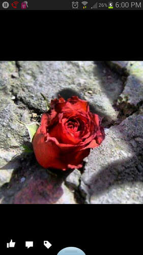 DarrenisDZ2's profile picture. Through every night there's a brighter day