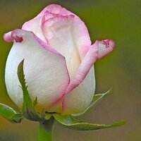 همس الروح (@hams5621) 's Twitter Profile