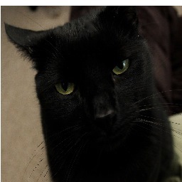 stanleythecat2's profile picture. 